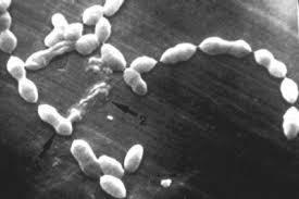 人食いバクテリア1.jpg